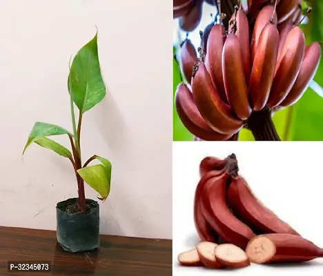 Plantopia Special Hybrid Long Size Seed Less Sweet Red Banana Plant, Hight 1.5-2 Feet, Pack of 1,PP_T121-thumb3