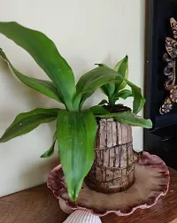 Plantopia Lucky Brazil Wood Potted Plant, Healthy Indoor   Lucky Brazilian Wood Plant for Living Room, Feng Shui Plant (Pot Not Included), PP_114-thumb1