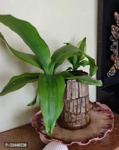 Plantopia Lucky Brazil Wood Potted Plant, Healthy Indoor   Lucky Brazilian Wood Plant for Living Room, Feng Shui Plant (Pot Not Included), PP_114-thumb2