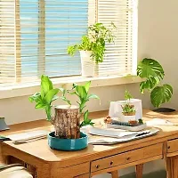 Plantopia Wood Good Luck   Plant | Lucky Brazil Wood Potted Plant | Healthy Indoor   Lucky Brazilian Wood Plant for Living Room  Home Decor Plant | Feng Shui Plant | without Pot, PP_79-thumb3