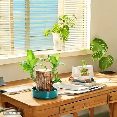 Plantopia Wood Good Luck   Plant | Lucky Brazil Wood Potted Plant | Healthy Indoor   Lucky Brazilian Wood Plant for Living Room  Home Decor Plant | Feng Shui Plant | without Pot, PP_79-thumb4