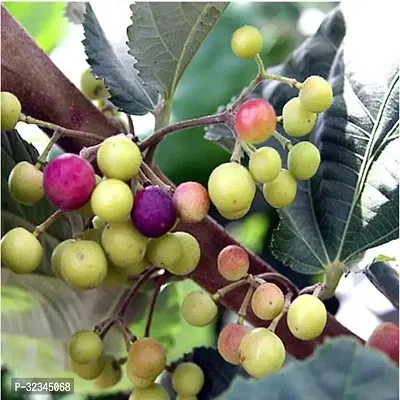 Plantopia Phalsa Falsa Berry Fruit (Air Layering/Grafted) Grewia asiatica Plants  Tree,PP_T116-thumb0