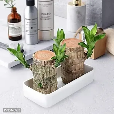 Plantopia Imported brazilian Lucky Wood   ( Without Glass ) Pack of 1  Healthy Indoor Feng Shui Plant For Home Decor Pack of 1, PP_23