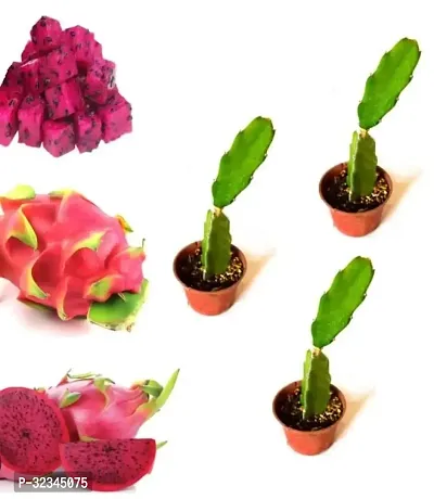 Plantopia Dragon Fruit Combo Pack of All Three- 3 Varieties- Yellow Skin, Pink Skin but White Flesh and Pink Skin with Pink Flesh,PP_T123