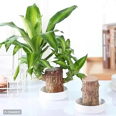 Plantopia Lucky Brazil Wood Potted Plant | Healthy Indoor   Lucky Plant | Brazilian Wood Plant for Living Room, Feng Shui Plant, PP_72-thumb2