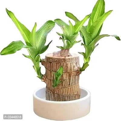 Plantopia Brazilian Wood Plant Healthy Indoor   Lucky Brazilian Wood Plant for Living Room, Feng Shui Plant Pack of 1 without pot, PP_102