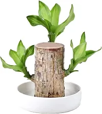 Plantopia Lucky Brazil Wood Potted Plant for Home Office Decoration Original Brazilian Wood  Healthy Indoor Feng Shui Plant For Home Decor Pack of 1, PP_22-thumb1