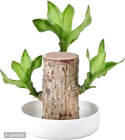 Plantopia Lucky Brazil Wood Potted Plant for Home Office Decoration Original Brazilian Wood  Healthy Indoor Feng Shui Plant For Home Decor Pack of 1, PP_22-thumb2