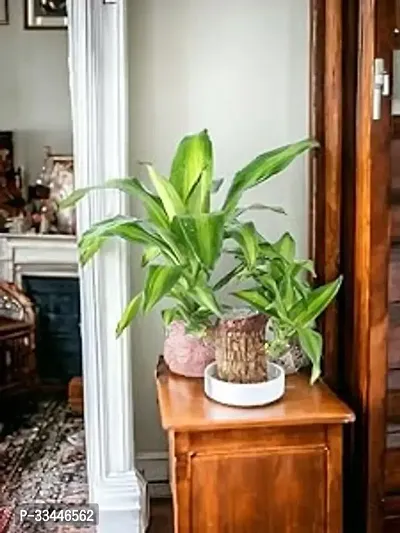 Plantopia Lucky Brazil Wood Potted Plant, Healthy Indoor   Lucky Brazilian Wood Plant for Living Room, Feng Shui Plant, Without Pot, PP_144