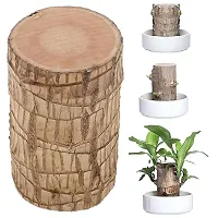 Plantopia Brazilian Bamboo Lucky Wood Stick Good Luck   Brazil Potted Plant Healthy Indoor Feng Shui Plants for Living Room  Home Office Decor (Pot Not Included) (Pack of 1), PP_16-thumb1