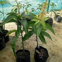 Plantopia All Time mango plant Bramasi Thailand mango plant Grafted Healthy plant Pack of 1,PP_T110-thumb2