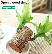 Plantopia Brazil Wood Potted Plant, Healthy Indoor   Lucky Brazilian Wood Plant for Living Room, Feng Shui Plant pack of 1  Healthy Indoor Feng Shui Plant For Home Decor Pack of 1, PP_01-thumb3