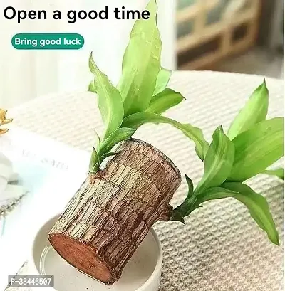 Plantopia Brazil Wood Potted Plant, Healthy Indoor   Lucky Brazilian Wood Plant for Living Room, Feng Shui Plant pack of 1  Healthy Indoor Feng Shui Plant For Home Decor Pack of 1, PP_01-thumb4