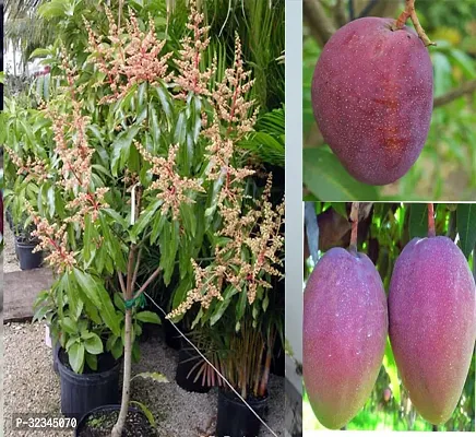 Plantopia Thai All Time Mango Plant Grafted (Height 2-3 Feet) Fruit After 9-12 Month All Season Mango Plant,PP_T118