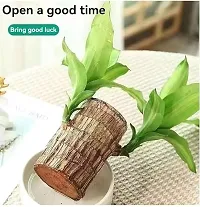 Plantopia Lucky Brazil Wood Potted Plant, Healthy Indoor   Lucky Brazilian Wood Plant for Living Room, Feng Shui Plant, PP_109-thumb1