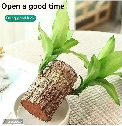 Plantopia Lucky Brazil Wood Potted Plant, Healthy Indoor   Lucky Brazilian Wood Plant for Living Room, Feng Shui Plant, PP_109-thumb2