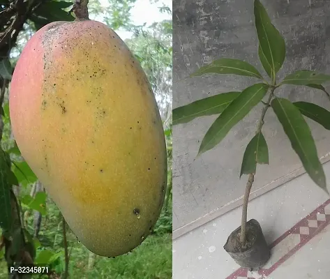 Plantopia Mallika Mango Plant Grafted Dwarf Hybrid Tree Height 2-3 Feet,PP_T119