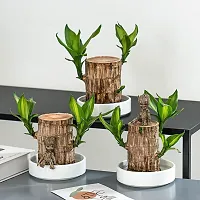 Plantopia Green Lucky Brazil Wood Potted Plant, Healthy Indoor   Lucky Brazilian Wood Plant for Living Room, Feng Shui Plant (with Pot) (Pack of 1), PP_90-thumb1