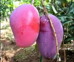 Plantopia Thai All Time Mango Plant Grafted (Height 2-3 Feet) Fruit After 9-12 Month All Season Mango Plant,PP_T118-thumb3