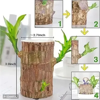 Plantopia Brazilian wood tree without pot, Indoor bedroom lucky brazil wood plant Pack of 1 plant, PP_130-thumb2