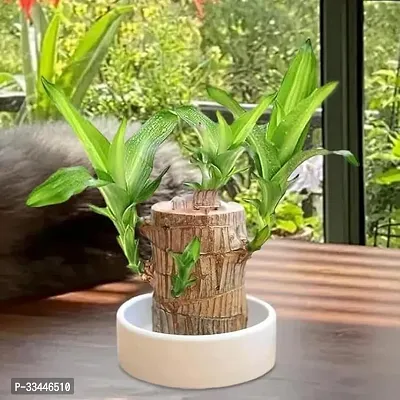 Plantopia Lucky Wood Good Luck   Plant Lucky Brazil Wood Potted Plant | Healthy Indoor   Lucky Brazilian Wood Plant for Living Room | Feng Shui Plant (without Pot) pack of 1, PP_04