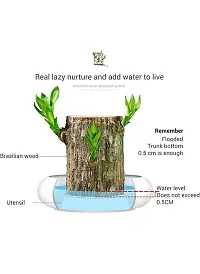 Plantopia Lucky Brazil Wood Potted Plant, Healthy Indoor   Lucky Brazilian Wood Plant for Living Room, Feng Shui Plant, PP_109-thumb3