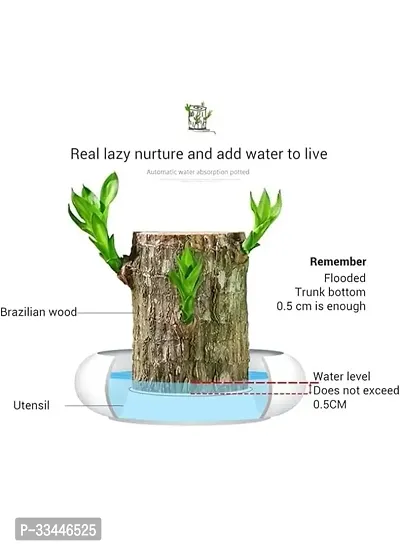 Plantopia Lucky Brazil Wood Potted Plant, Healthy Indoor   Lucky Brazilian Wood Plant for Living Room, Feng Shui Plant, PP_109-thumb4