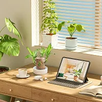 Plantopia Brazilian Wood Plant Healthy Indoor   Lucky Brazilian Wood Plant for Living Room, Feng Shui Plant Pack of 1 without pot, PP_02-thumb1