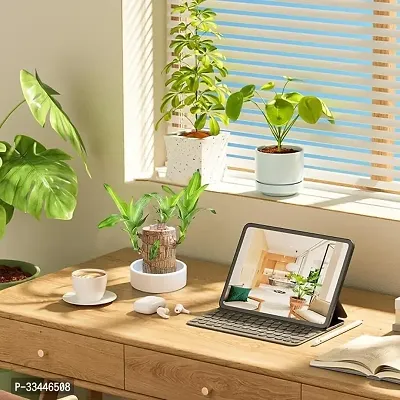 Plantopia Brazilian Wood Plant Healthy Indoor   Lucky Brazilian Wood Plant for Living Room, Feng Shui Plant Pack of 1 without pot, PP_02-thumb2