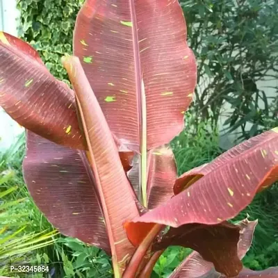 Plantopia Seedless Plant Fruit Plants Musa acuminata Siam Ruby Red Banana Tree,PP_T112