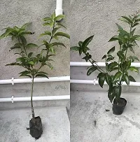 Plantopia Thai All Time Mango Plant Grafted (Height 2-3 Feet) Fruit After 9-12 Month All Season Mango Plant,PP_T118-thumb1