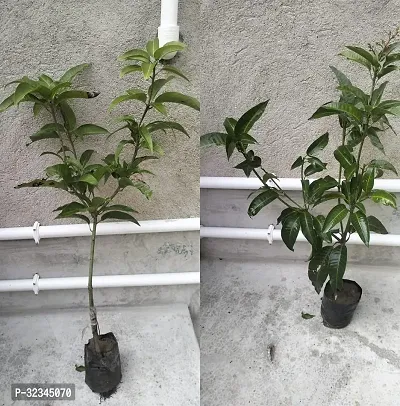 Plantopia Thai All Time Mango Plant Grafted (Height 2-3 Feet) Fruit After 9-12 Month All Season Mango Plant,PP_T118-thumb2