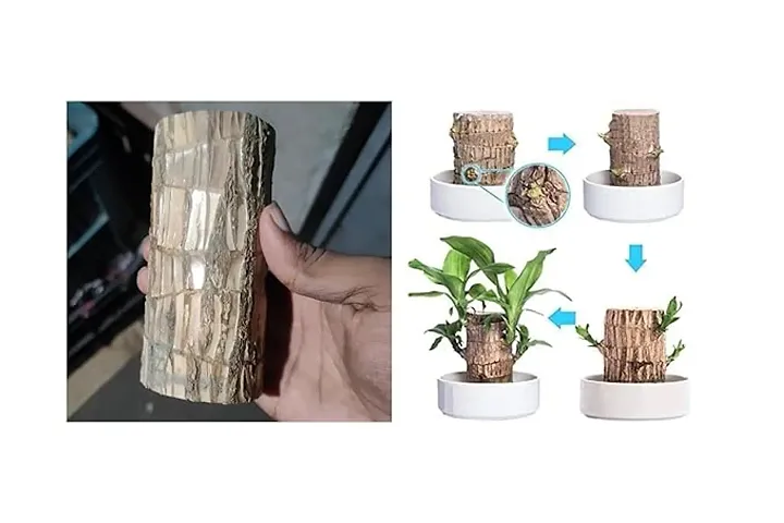 New Arrival Plant & Planters 