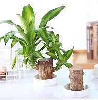 Plantopia Wood Good Luck   Plant | Lucky Brazil Wood Potted Plant | Healthy Indoor   Lucky Brazilian Wood Plant for Living Room  Home Decor Plant | Feng Shui Plant | without Pot, PP_79-thumb1