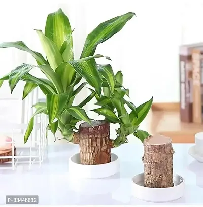 Plantopia Wood Good Luck   Plant | Lucky Brazil Wood Potted Plant | Healthy Indoor   Lucky Brazilian Wood Plant for Living Room  Home Decor Plant | Feng Shui Plant | without Pot, PP_79-thumb2