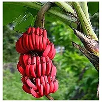 Plantopia Special Hybrid Long Size Seed Less Sweet Red Banana Plant, Hight 1.5-2 Feet, Pack of 1,PP_T121-thumb1