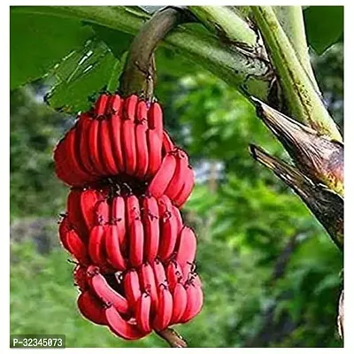 Plantopia Special Hybrid Long Size Seed Less Sweet Red Banana Plant, Hight 1.5-2 Feet, Pack of 1,PP_T121-thumb2