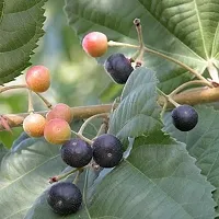 Plantopia Phalsa Falsa Berry Fruit (Air Layering/Grafted) Grewia asiatica Plants  Tree,PP_T116-thumb2