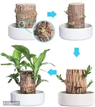 Plantopia Wood Good Luck   Plant | Lucky Brazil Wood Potted Plant | Healthy Indoor   Lucky Brazilian Wood Plant for Living Room  Home Decor Plant | Feng Shui Plant | without Pot, PP_79-thumb3