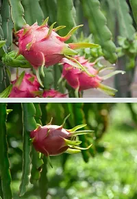 Plantopia Dragon Fruit Combo Pack of All Three- 3 Varieties- Yellow Skin, Pink Skin but White Flesh and Pink Skin with Pink Flesh,PP_T123-thumb3