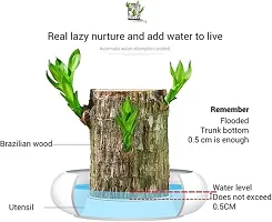 Plantopia Brazilian Lucky Wood Good Luck   Plant Lucky Brazil Wood Potted Plant | Healthy Indoor   Lucky Brazilian Wood Plant for Living Room, PP_58-thumb1