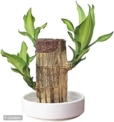 Plantopia Green Lucky Brazil Wood Potted Plant, Healthy Indoor   Lucky Brazilian Wood Plant for Living Room, Feng Shui Plant (with Pot) (Pack of 1), PP_90-thumb0