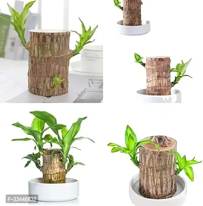 Plantopia Wood Good Luck   Plant | Lucky Brazil Wood Potted Plant | Healthy Indoor   Lucky Brazilian Wood Plant for Living Room  Home Decor Plant | Feng Shui Plant | without Pot, PP_79