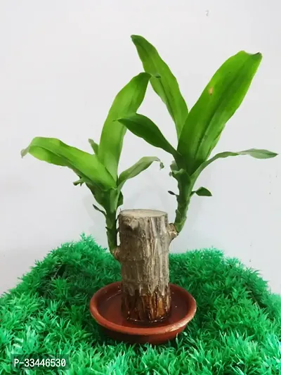 Plantopia Lucky Brazil Wood Potted Plant, Healthy Indoor   Lucky Brazilian Wood Plant for Living Room, Feng Shui Plant (Pot Not Included), PP_114