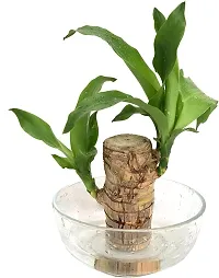 Plantopia Brazilian Lucky Wood Good Luck   Plant Lucky Brazil Wood Potted Plant | Healthy Indoor   Lucky Brazilian Wood Plant for Living Room, PP_58-thumb2