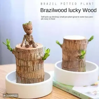 Plantopia Brazilian Wood Decor,Brazil Lucky Wood,Mini Brazilian Lucky Wood Desk 2024 New Brazilian Wood,Indoor Office Desktop Plant, PP_107