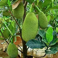 Plantopia  Kagata ALL SEASON Variety Hybrid 1 healthy Grafted Jackfruit Plant(1.5Ft Height) in nursery Grow Bag,PP_T115-thumb1