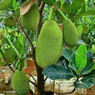 Plantopia  Kagata ALL SEASON Variety Hybrid 1 healthy Grafted Jackfruit Plant(1.5Ft Height) in nursery Grow Bag,PP_T115-thumb2