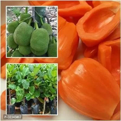 Plantopia  Kagata ALL SEASON Variety Hybrid 1 healthy Grafted Jackfruit Plant(1.5Ft Height) in nursery Grow Bag,PP_T115-thumb0