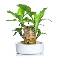 Plantopia Lucky Brazil Wood Potted Plant, Healthy Indoor   Lucky Brazilian Wood Plant for Living Room, Home Office Decoration, Feng Shui Plant (Pack of 1), PP_65-thumb2